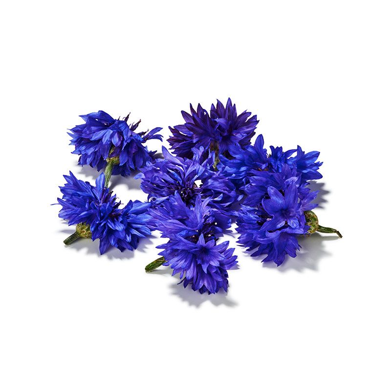 Kornblumen blau frisch
