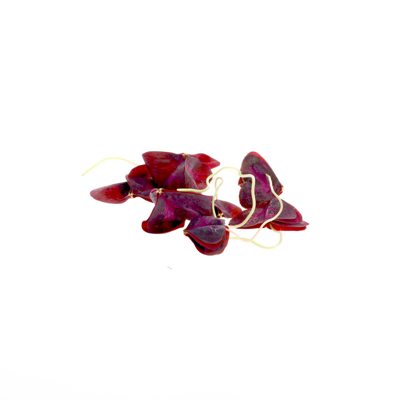 Sauerklee-Oxalis-Bl-tter-rot