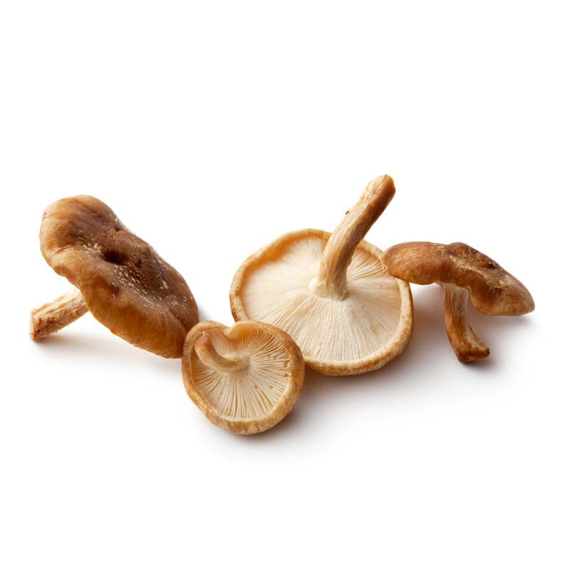 Shiitake Pilze ganz getrocknet