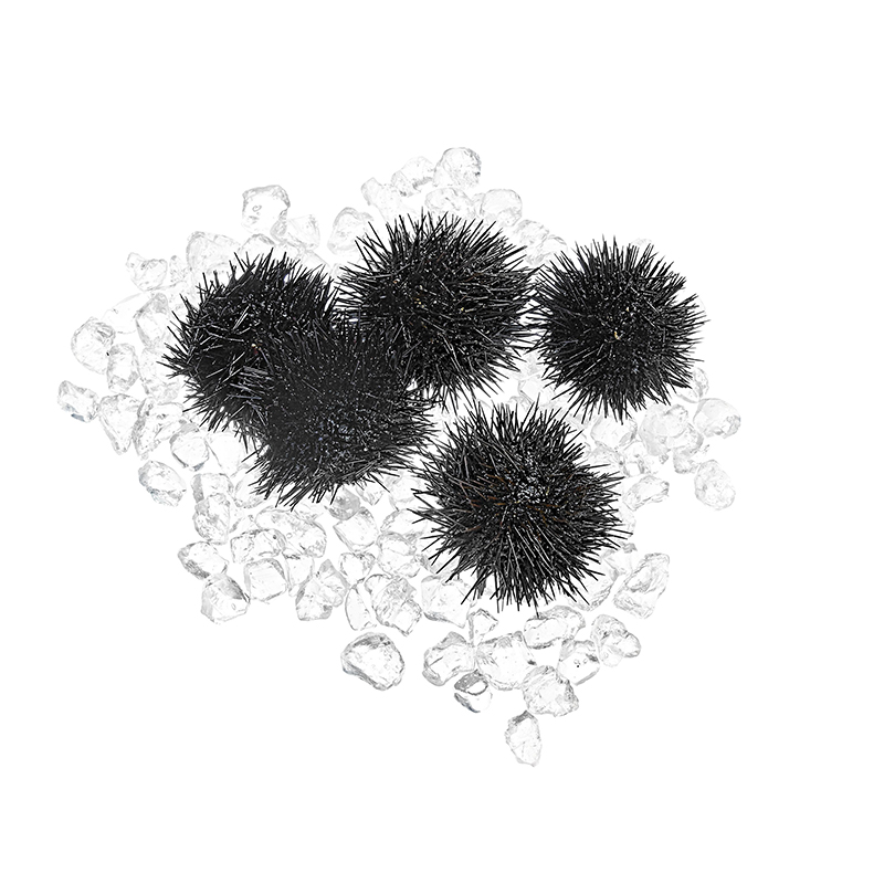 Seeigel