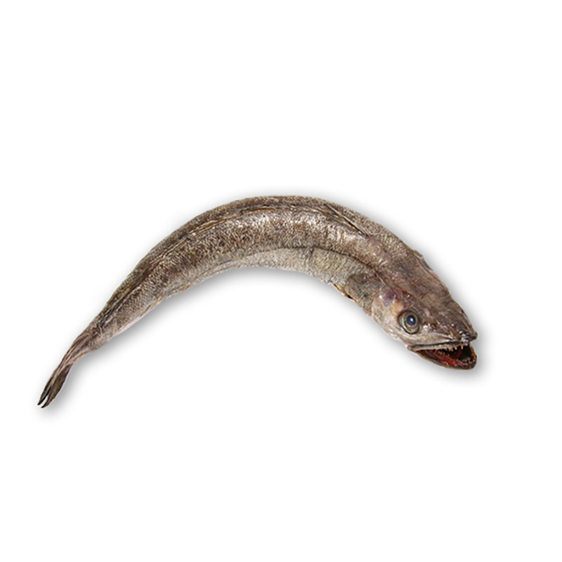 Seehecht ganz 3kg+
