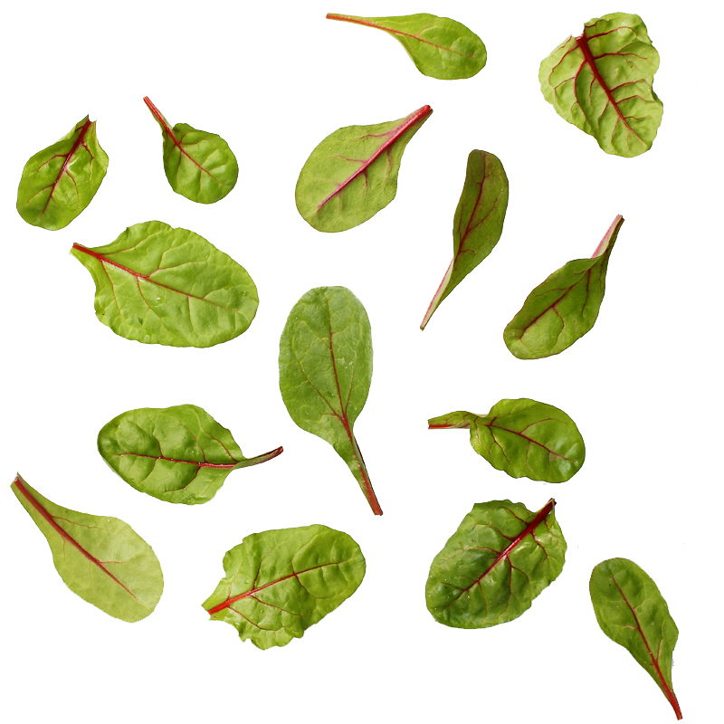 Red Chard-Blätter (rote Beteblätter)