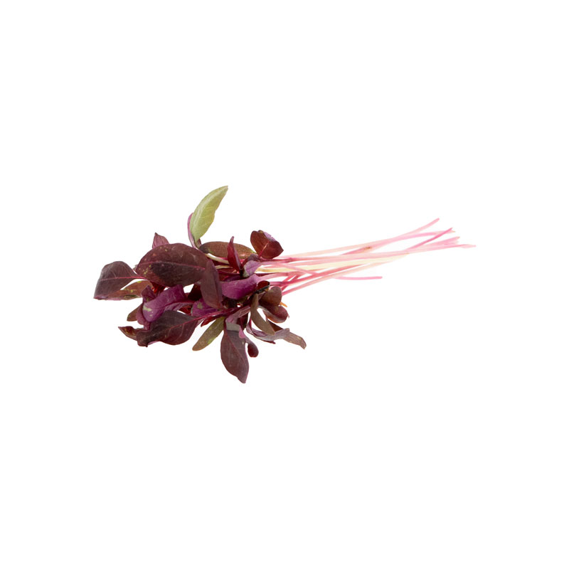 Micro-Amaranth-rot xxx
