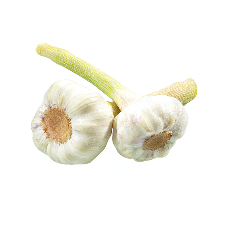 Knoblauch-frisch-MD-