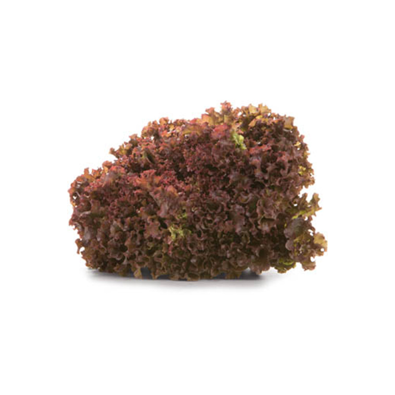 Salade lollo rouge (S)