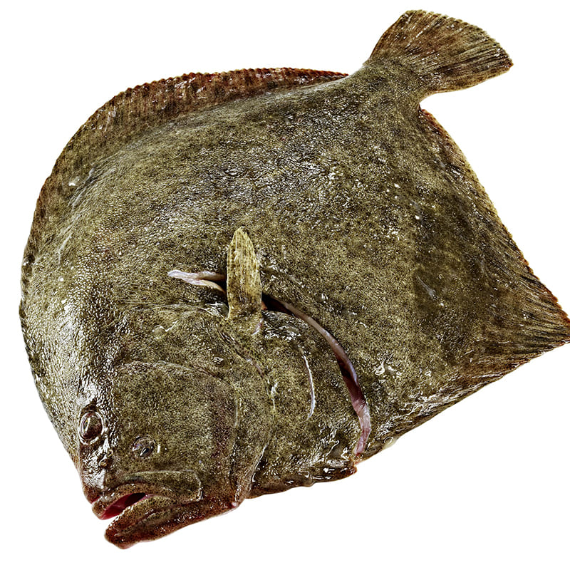 Steinbutt 4-6kg Aqua  ES