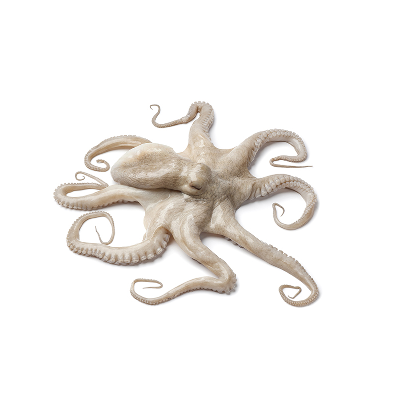 Pulpo 2kg+ Bretagne
