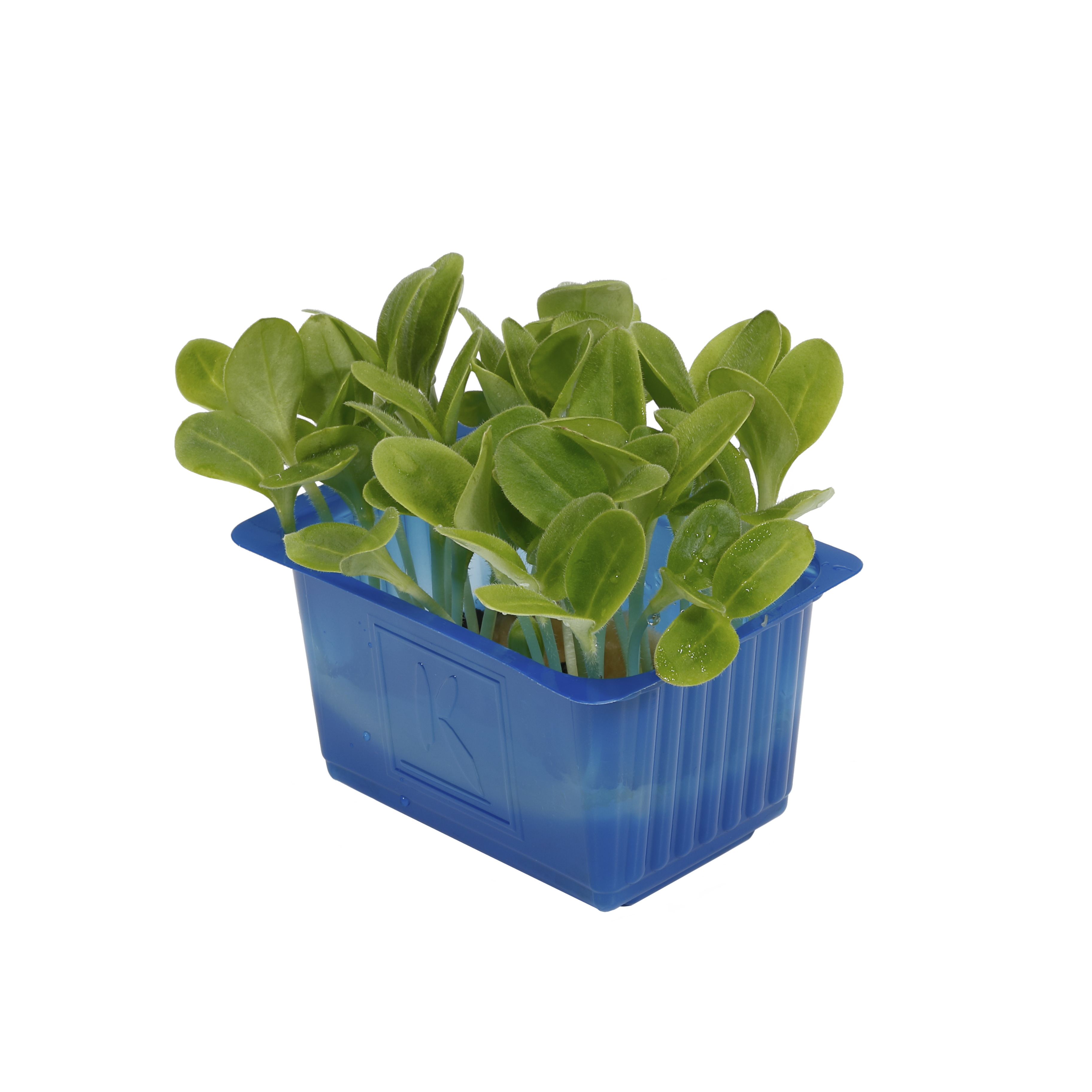 Borage Kresse "Koppert Cress "