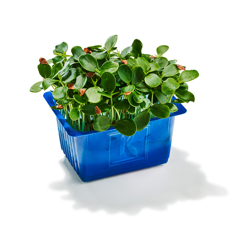 Tahoon Kresse "Koppert Cress"