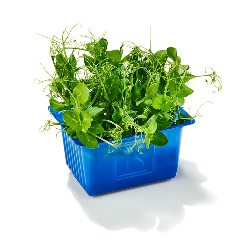 Koppert Affilla Cress®