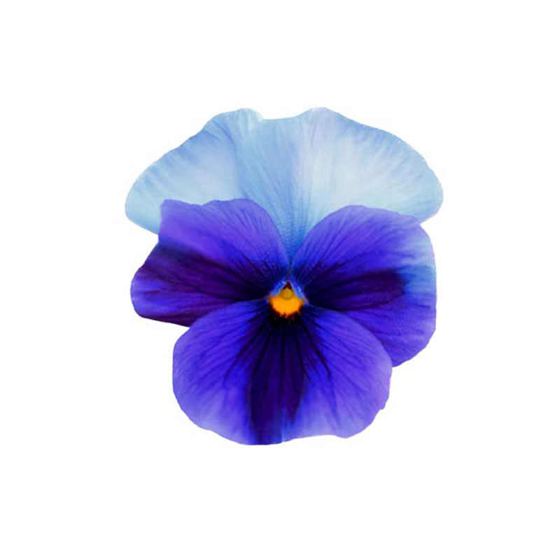 Stiefmütterchen blau