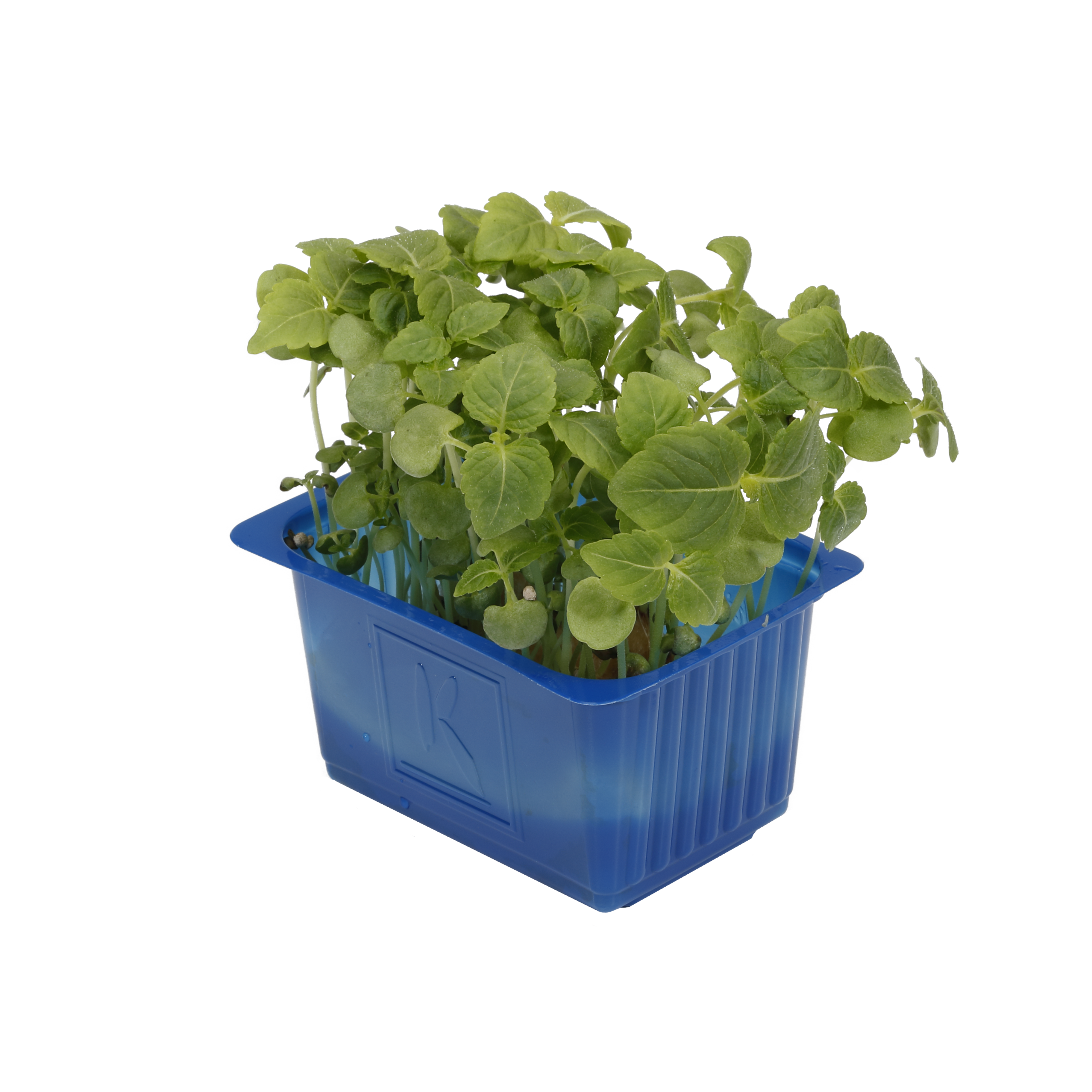 cress-shisogreen