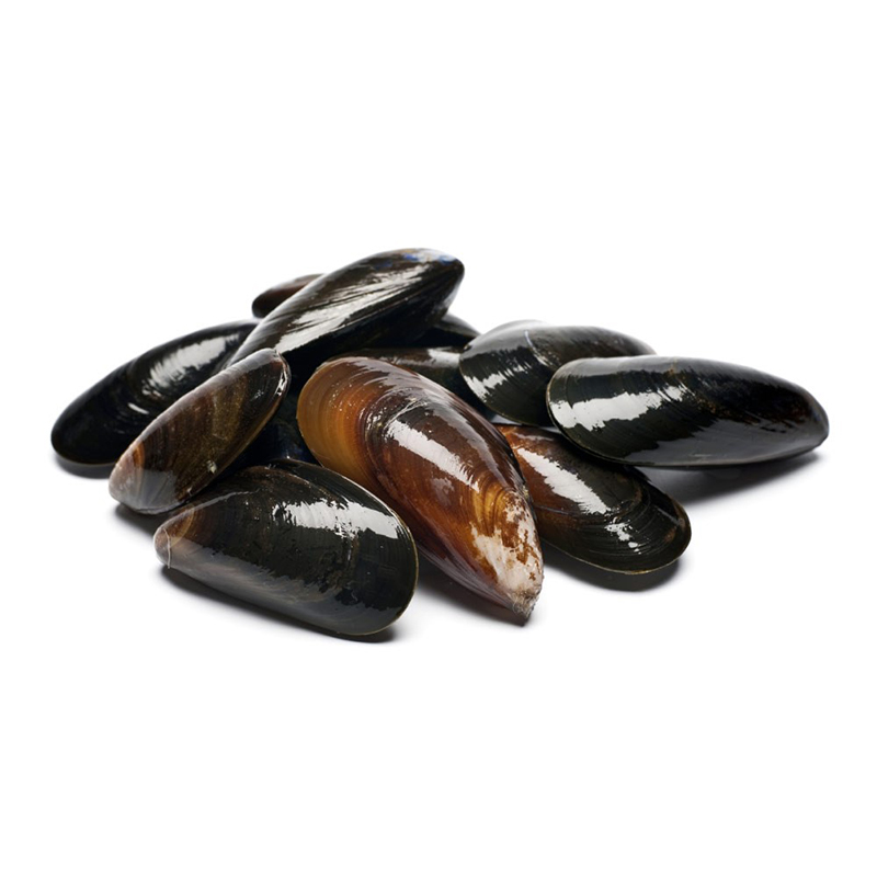 MUSCHELN ATMOS IMPERIAL