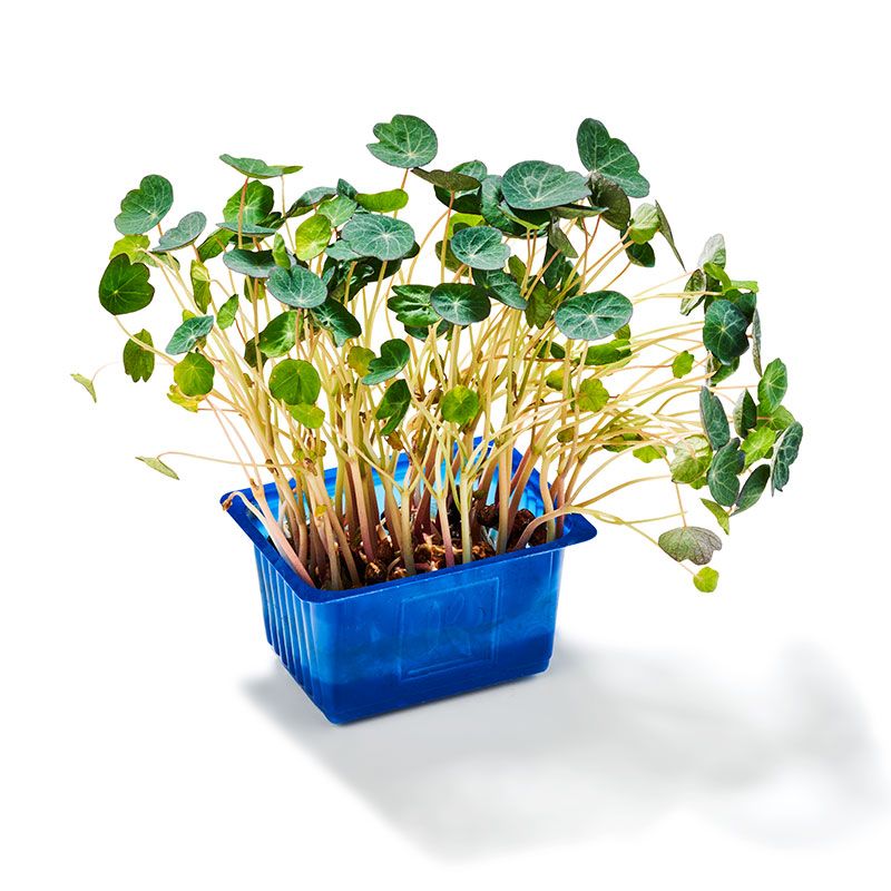 Zorri Cress Kapuzinerkresse "Koppert Cress"