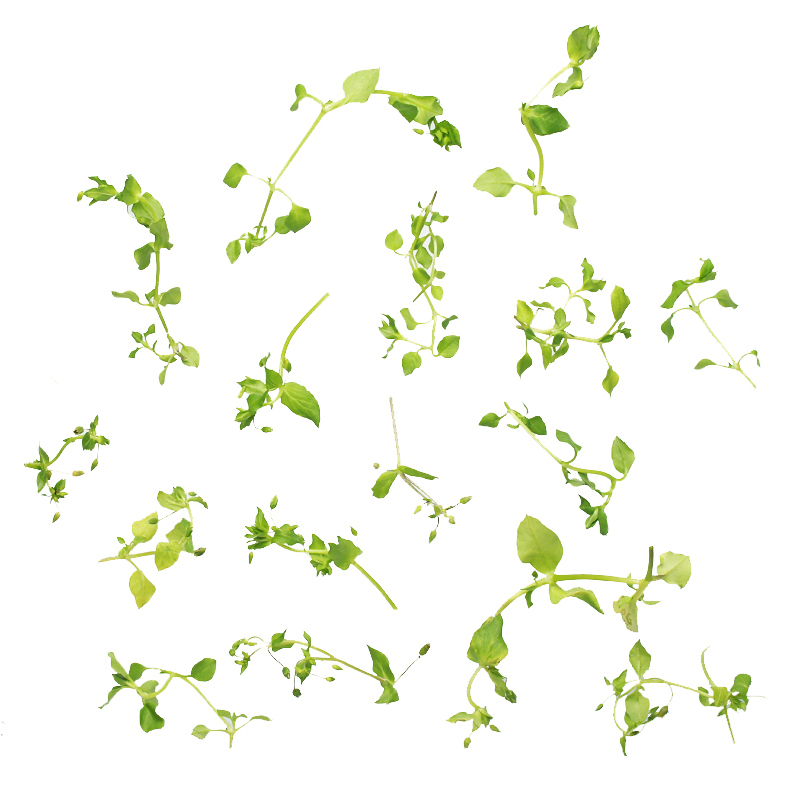 Vogelmiere Wildkräuter 40gPck DE