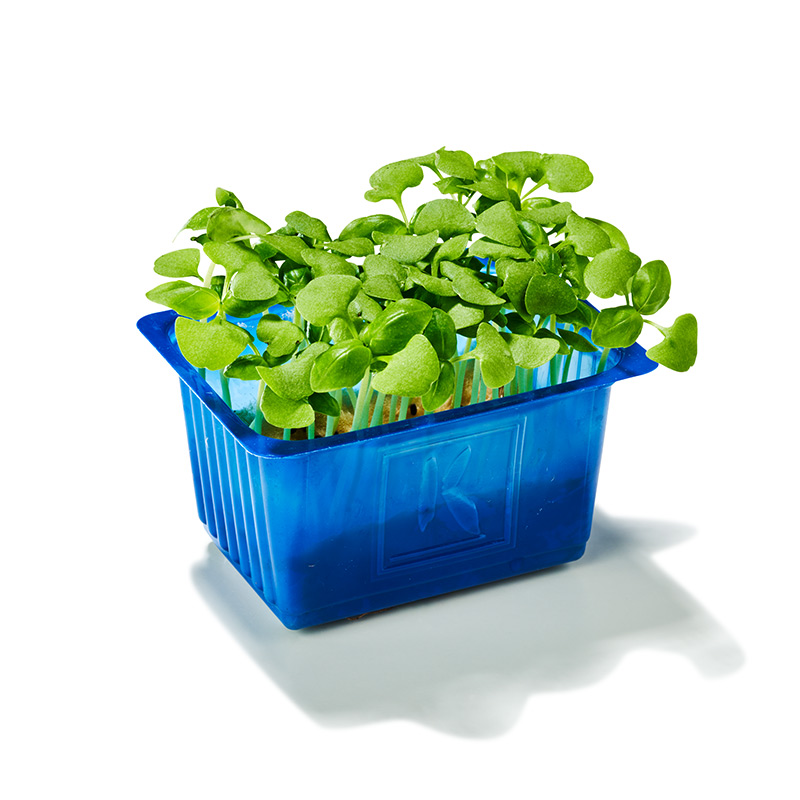 Cress de basilic "Koppert Cress "