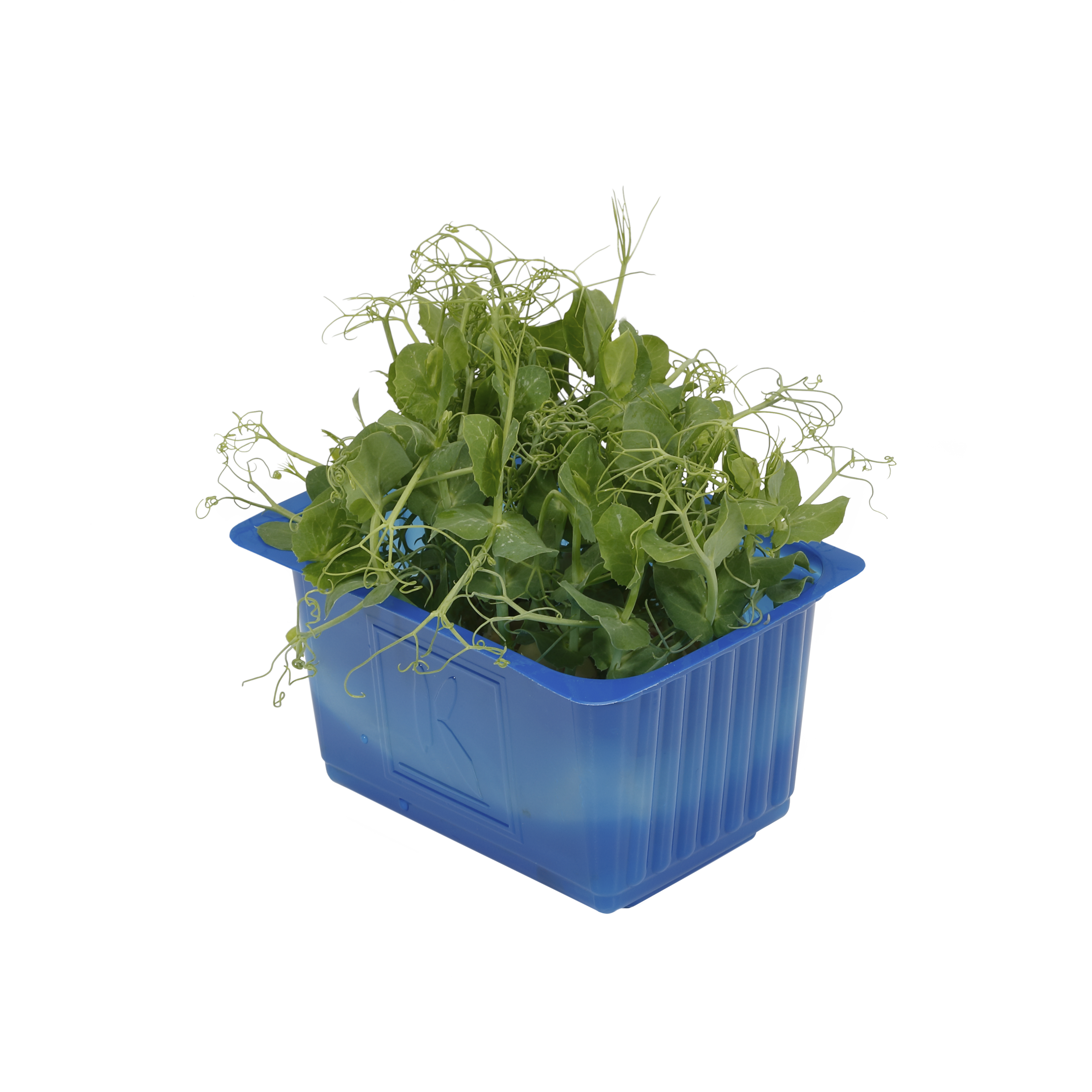 Koppert Affilla Cress®