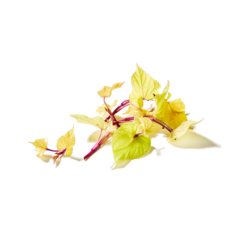 Sweet Peeper Cress "Koppert Cress"