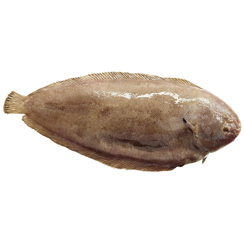 Seezungen 600-800gStk EU