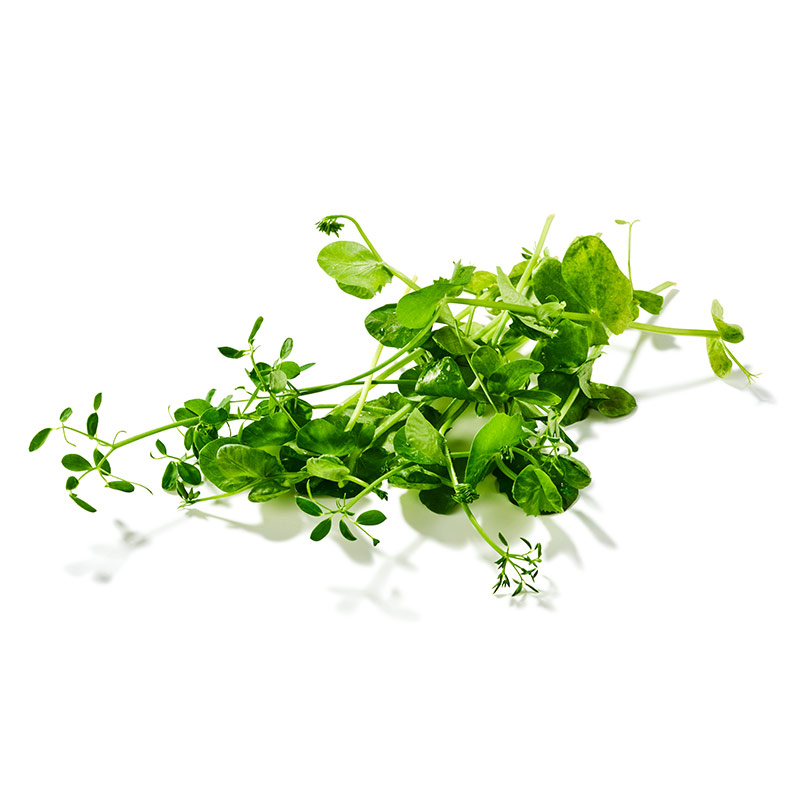 Crazy Pea "Koppert Cress"