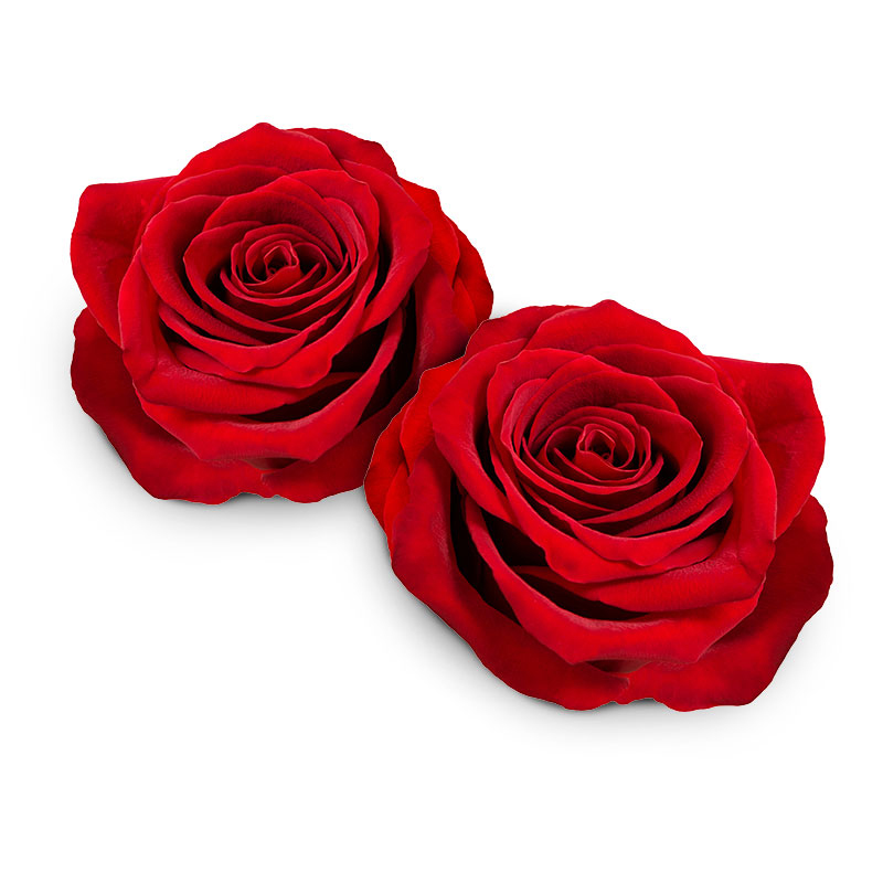 rosenblüten ganz essbar-AD