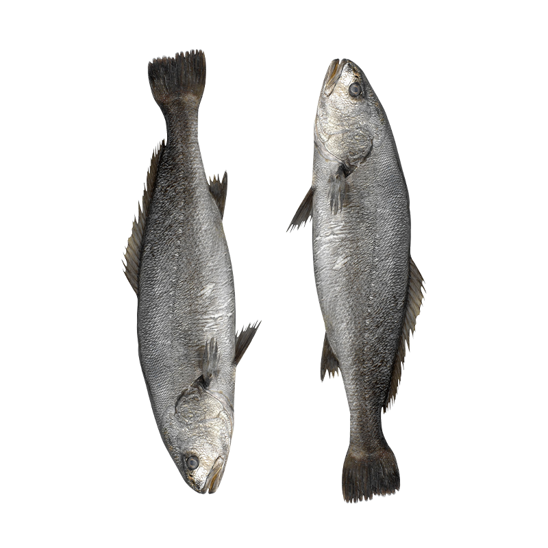 Adlerfisch-Bocca-d-oro