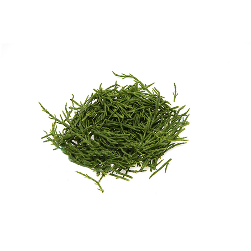 Salicorne