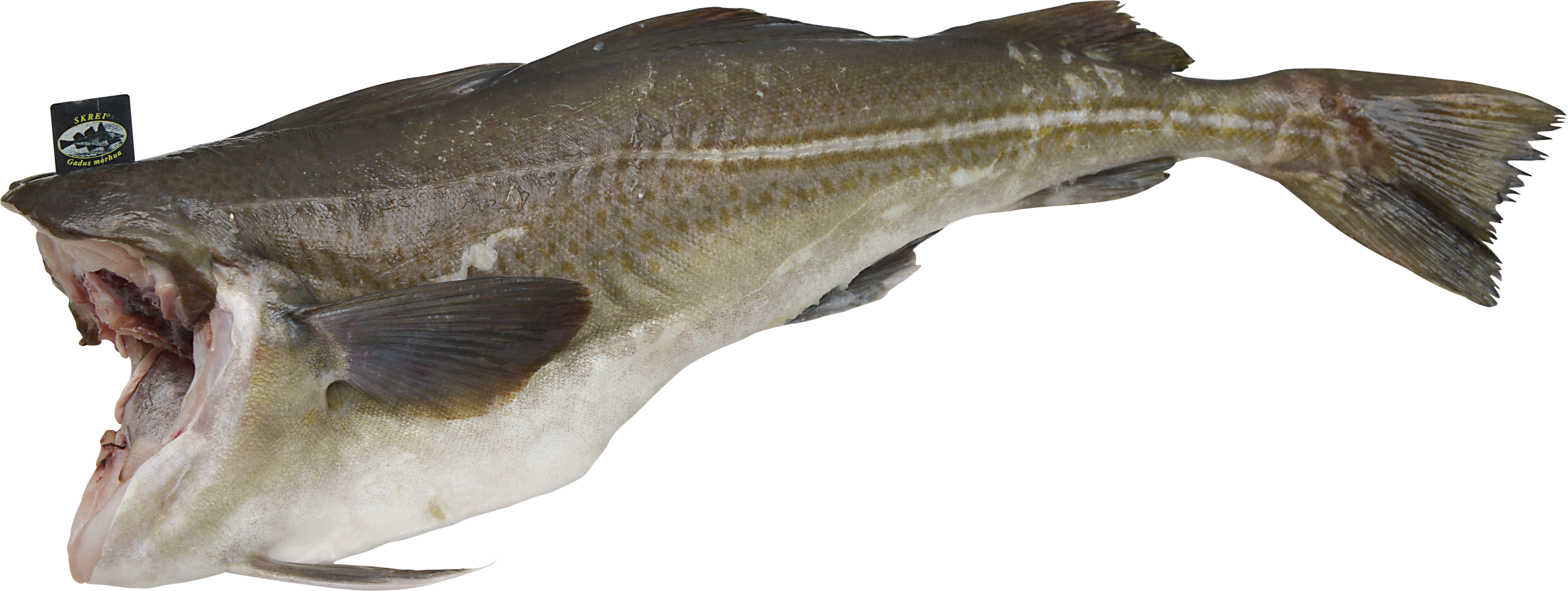 Skrei ohne Kopf (Winterkabeljau)